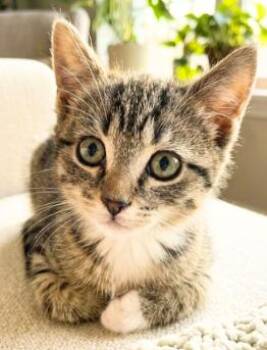 Maya -  American Shorthair Cat for Adoption in Union City, New Jersey - Maya | PetCurious