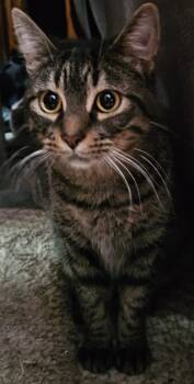 Rescue Domestic Medium Hair Cats for Adoption in Westland, Michigan - Momma Cinder | PetCurious