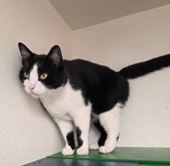 Rescue Domestic Short Hair Cats for Adoption in Yarnell, Arizona - Bosco | PetCurious