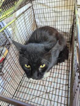 FERN -  Domestic Short Hair Cat for Adoption in San Antonio, Texas - FERN | PetCurious