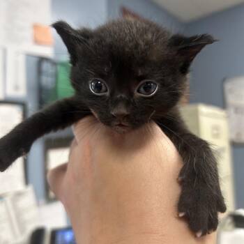 Louie -  Domestic Short Hair Cat for Adoption in Saint Joseph, Missouri - Louie | PetCurious