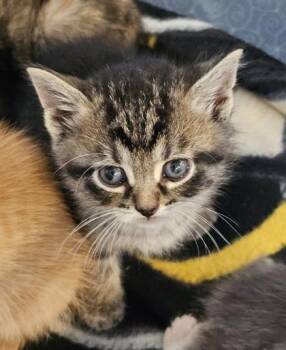 Domestic Short Hair Cats Available for Adoption in Paducah, Kentucky - Ranch | PetCurious