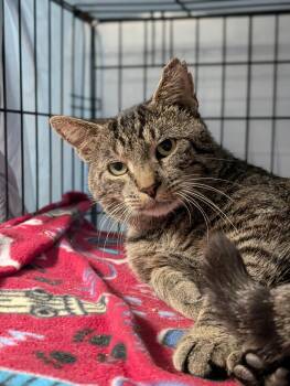 Evan -  Domestic Short Hair Cat for Adoption in Tilton, Illinois - Evan | PetCurious