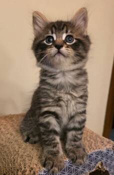 Jett -  Domestic Medium Hair Cat for Adoption in Allegan, Michigan - Jett | PetCurious