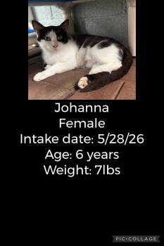 Johanna -  Domestic Short Hair Cat for Adoption in Staffordsville, Kentucky - Johanna | PetCurious