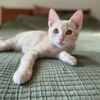 Pickles -  American Shorthair Cat for Adoption in Reisterstown, Maryland - Pickles | PetCurious