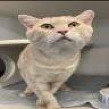 Yamal -  Domestic Short Hair Cat for Adoption in Pasadena, California - Yamal | PetCurious