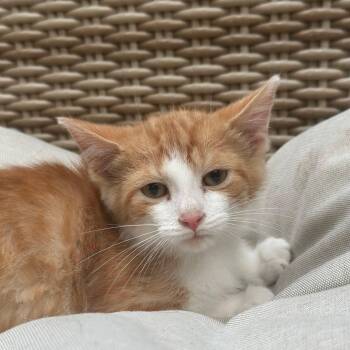Bill & Ted, looking for adventure -  Domestic Short Hair Cat for Adoption in Lucknow, Ontario - Bill & Ted, Looking For Adventure | PetCurious