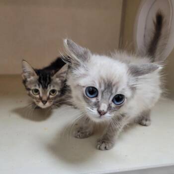 Hexxus -  Domestic Short Hair Cat for Adoption in Westminster, California - Hexxus | PetCurious