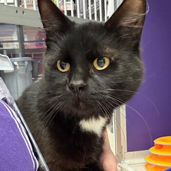 Domestic Short Hair Cats Available for Adoption - Two Toe — Bonded Buddy With Fifi | PetCurious