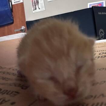 Neah -  Domestic Short Hair Cat for Adoption in Yuma, Arizona - Neah | PetCurious