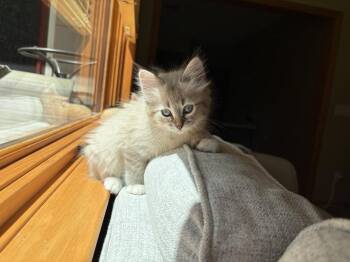 Rigatoni -  Domestic Medium Hair Cat for Adoption in Saint Paul, Minnesota - Rigatoni | PetCurious