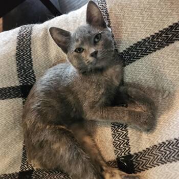 Dolly II -  Domestic Short Hair Cat for Adoption in Watertown, Wisconsin - Dolly II | PetCurious