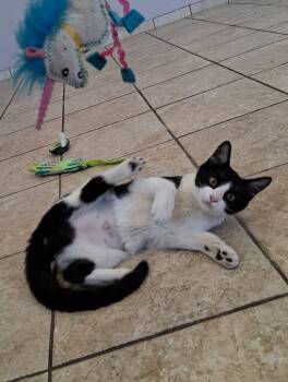 Rescue Domestic Short Hair Cats for Adoption in Fort Wayne, Indiana - Alice | PetCurious