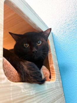 Domestic Short Hair Cats Available for Adoption in Fort Collins, Colorado - Brian Zeller | PetCurious