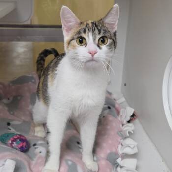 Calico Cats Available for Adoption in Marshfield, Wisconsin - Sour Patch | PetCurious