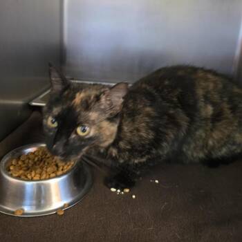 Posie -  Domestic Short Hair Cat for Adoption in New York, New York - Posie | PetCurious