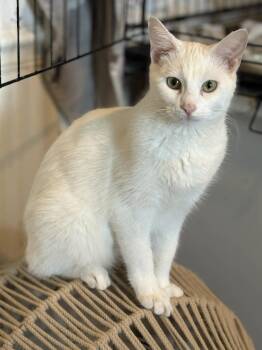 Domestic Short Hair Cats Available for Adoption in Brighton, Tennessee - Archer (Deb-fostered In TN) | PetCurious