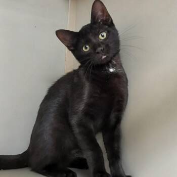 Caroline -  Domestic Short Hair Cat for Adoption in West Jefferson, Ohio - Caroline | PetCurious