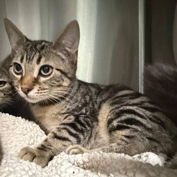 Copper -  Domestic Short Hair Cat for Adoption in Lakeland, Florida - Copper | PetCurious