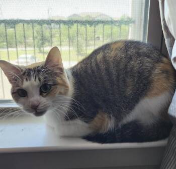 Domestic Short Hair Cats Available for Adoption in San Antonio, Texas - FLORA | PetCurious