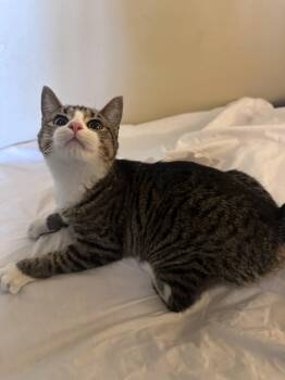 Rescue Domestic Short Hair Cats for Adoption in El Reno, Oklahoma - Nudge | PetCurious