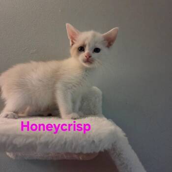 Honeycrisp -  Siamese Cat for Adoption in Yorktown, Indiana - Honeycrisp | PetCurious