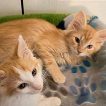 Peppo -  Domestic Long Hair Cat for Adoption in Normal, Illinois - Peppo | PetCurious