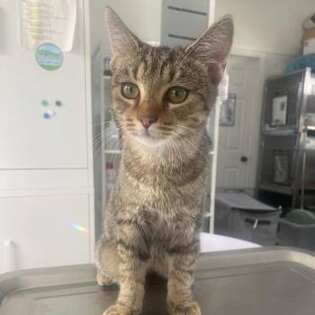 Leroy -  Domestic Short Hair Cat for Adoption in Chapel Hill, North Carolina - Leroy | PetCurious