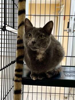 Domestic Short Hair Cats Available for Adoption in Steger, Illinois - Rainbow | PetCurious