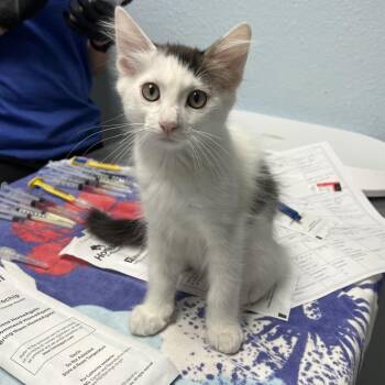 Virgo -  Domestic Short Hair Cat for Adoption in Riverside, California - Virgo | PetCurious