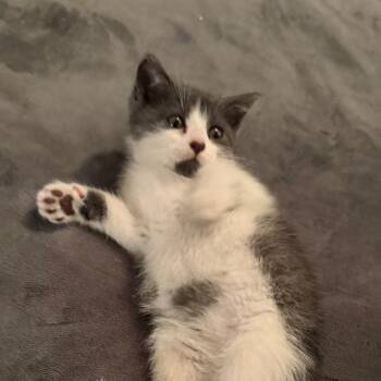 Domestic Short Hair Cats Available for Adoption in Merrifield, Virginia - Aspen Ramishvili (Jasmine Kitten) | PetCurious