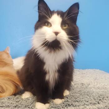 Domestic Long Hair Cats Available for Adoption in Polson, Montana - Scoville | PetCurious