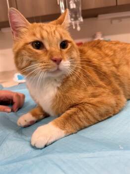 TOM -  Domestic Short Hair Cat for Adoption in Baytown, Texas - TOM | PetCurious