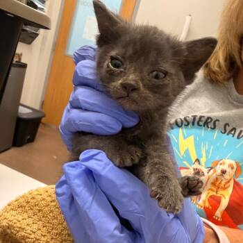Horton -  Domestic Short Hair Cat for Adoption in Chattanooga, Tennessee - Horton | PetCurious