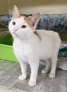Caboose -  Domestic Short Hair Cat for Adoption in Charles City, Iowa - Caboose | PetCurious