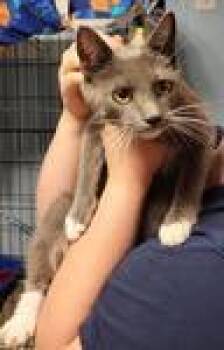 Rescue Domestic Short Hair Cats for Adoption in Heathsville, Virginia - Frolic | PetCurious