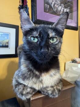 Luvbug -  Domestic Short Hair Cat for Adoption in Trenton, New Jersey - Luvbug | PetCurious