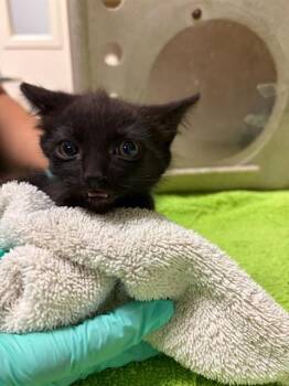LORELAI -  Domestic Short Hair Cat for Adoption in Riverside, California - LORELAI | PetCurious