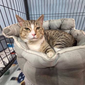 Milo -  Domestic Short Hair Cat for Adoption in Port Charlotte, Florida - Milo | PetCurious