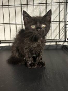 Jermaine -  Domestic Short Hair Cat for Adoption in Metter, Georgia - Jermaine | PetCurious