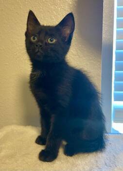 Tiffany -  Domestic Medium Hair Cat for Adoption in St. Helens, Oregon - Tiffany | PetCurious
