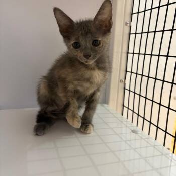 Gelato -  Domestic Short Hair Cat for Adoption in Sarasota, Florida - Gelato | PetCurious