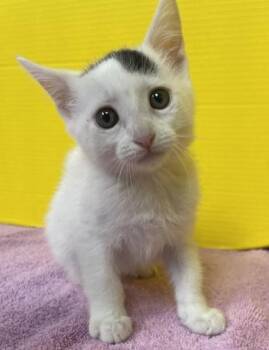 Abigail -  Domestic Short Hair Cat Available for Adoption in Houston, Texas - Abigail | PetCurious