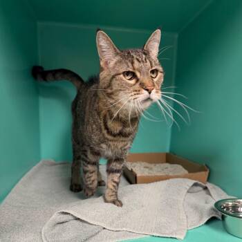 Gracie -  Domestic Short Hair Cat for Adoption in Owosso, Michigan - Gracie | PetCurious