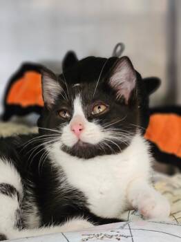 Rescue Domestic Short Hair Cats for Adoption in Pomona, New York - Hannibal | PetCurious