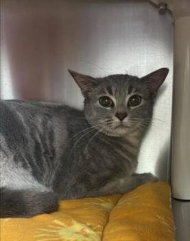 Domestic Short Hair Cats Available for Adoption - Amethyst - Barn Cat | PetCurious