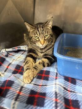 Rescue Domestic Short Hair Cats for Adoption in Virginia, Minnesota - Bernard | PetCurious
