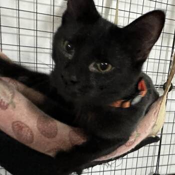Sasha -  Domestic Short Hair Cat for Adoption in Nokesville, Virginia - Sasha | PetCurious
