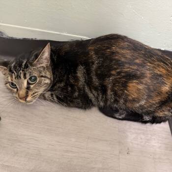 Rescue Domestic Short Hair Cats for Adoption in Waldorf, Maryland - Apples | PetCurious